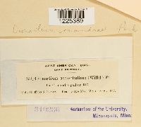 Cronartium comandrae image