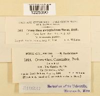 Cronartium comandrae image