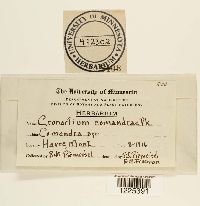 Cronartium comandrae image