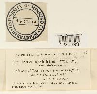 Cronartium comandrae image