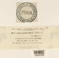 Cronartium comandrae image