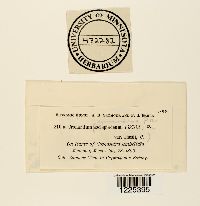 Cronartium comandrae image