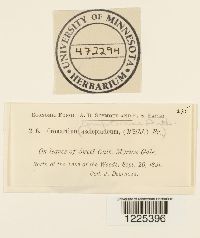 Cronartium comandrae image