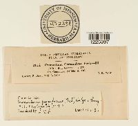 Cronartium comandrae image