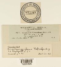 Cronartium comandrae image