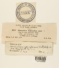 Cronartium comandrae image