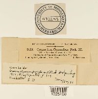 Cronartium comandrae image