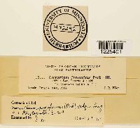 Cronartium comandrae image