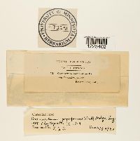 Cronartium comandrae image