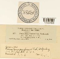 Cronartium comandrae image