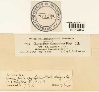 Cronartium comandrae image