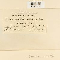 Cronartium comandrae image