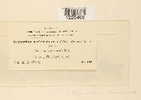 Cronartium comandrae image