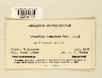 Cronartium comandrae image