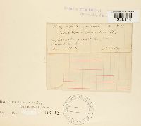 Cronartium comandrae image