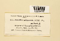 Cronartium comandrae image