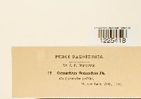 Cronartium comandrae image