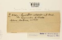 Cronartium comandrae image