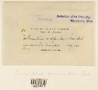 Cronartium comandrae image