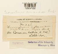 Cronartium comandrae image