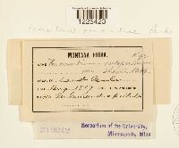 Cronartium comandrae image