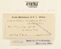 Cronartium comandrae image