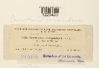 Cronartium comandrae image