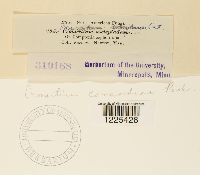 Cronartium comandrae image