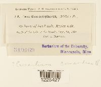 Cronartium comandrae image