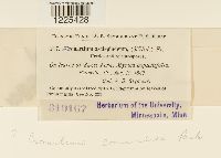 Cronartium comandrae image