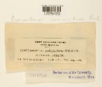 Cronartium comandrae image