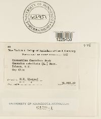 Cronartium comandrae image