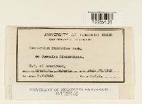 Cronartium comandrae image