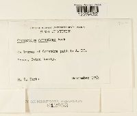 Cronartium comandrae image