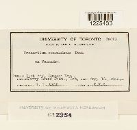 Cronartium comandrae image