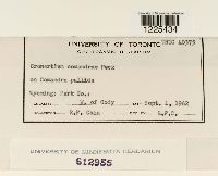 Cronartium comandrae image