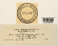 Cronartium comandrae image