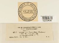 Cronartium comandrae image