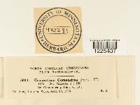 Cronartium comandrae image