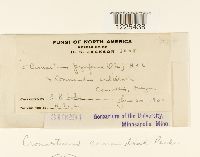 Cronartium comandrae image