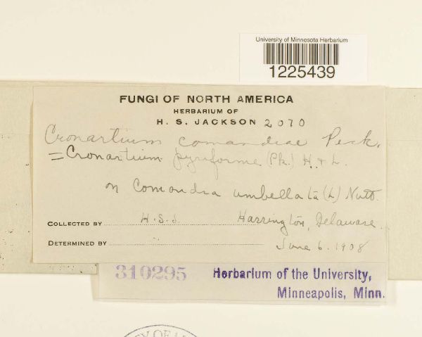 Cronartium comandrae image