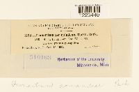 Cronartium comandrae image