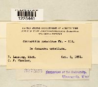 Cronartium comandrae image