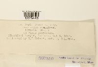 Cronartium comandrae image