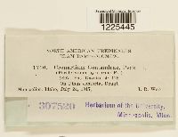 Cronartium comandrae image