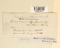 Cronartium comandrae image