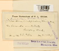 Cronartium comandrae image