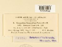 Cronartium comandrae image