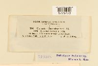 Cronartium comandrae image