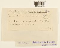 Cronartium comandrae image